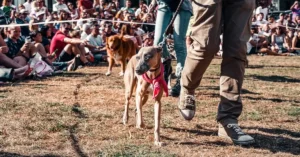 Exempelbild på en hunduställning som Kalimeras hundspa deltar i