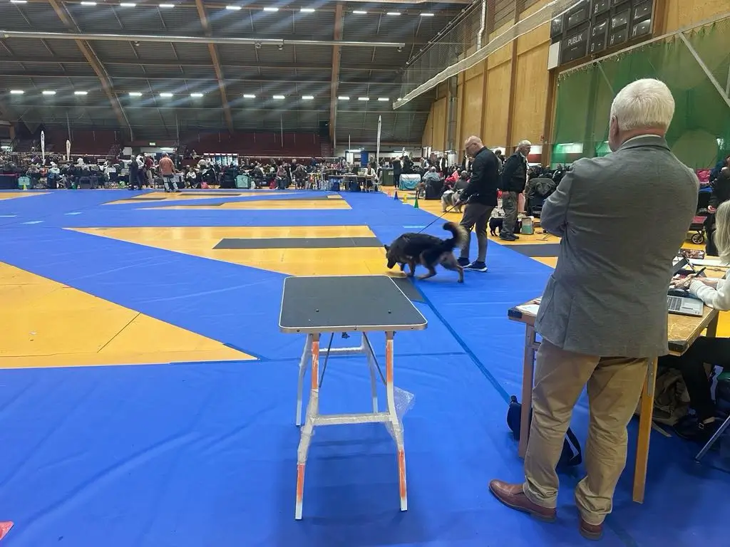 foto från växjö international dogshow 2024